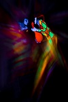 Harlequin | RF Photoarts